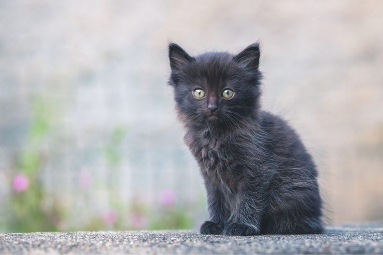 Black kitten looking a little sad