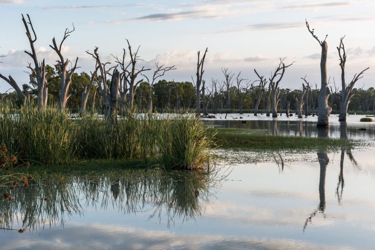 A view of wetlands with tree stumps, grass and water