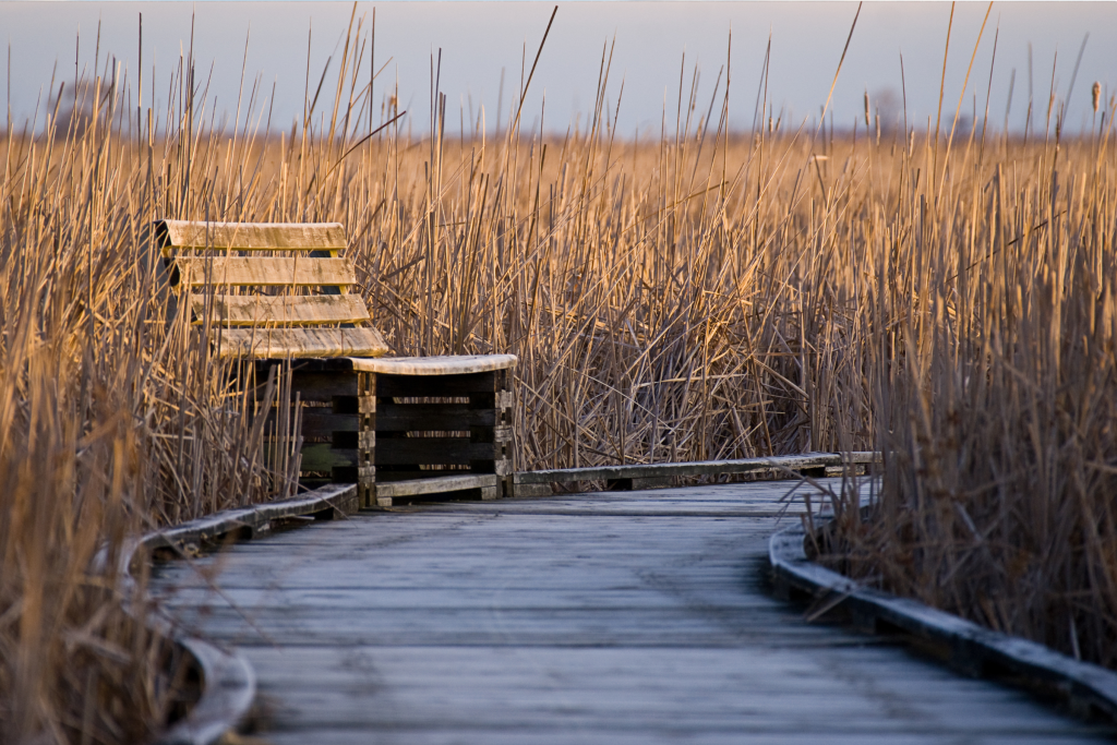 Picture of Wetlands with a boardwalk and a wooden chair in the middle of wetland