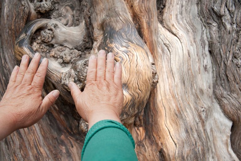 hand healing on trees